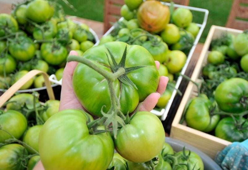 Will Green Tomatoes Ripen Off The Vine?