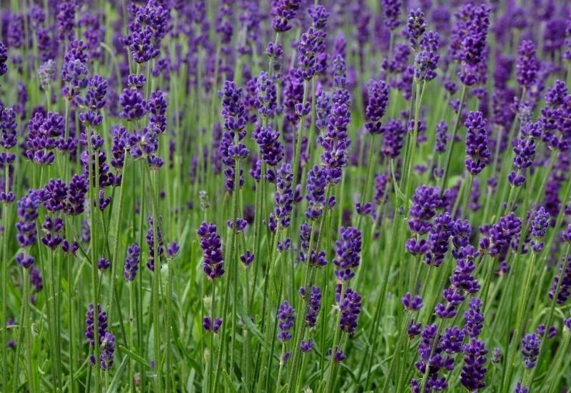 ‘Hidcote’ English Lavender (Lavandula anustifolia ‘Hodcote’)