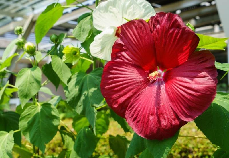 ‘Holy Grail’ Rose Mallow (Hibiscus ‘Holy Grail’)