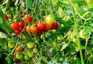 15 Early-Maturing Tomato Varieties For Short Season, Northern Growers