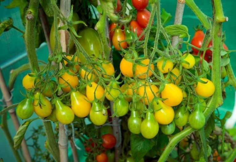20 Best Varieties of Yellow and Orange Tomatoes To Grow In Your Garden