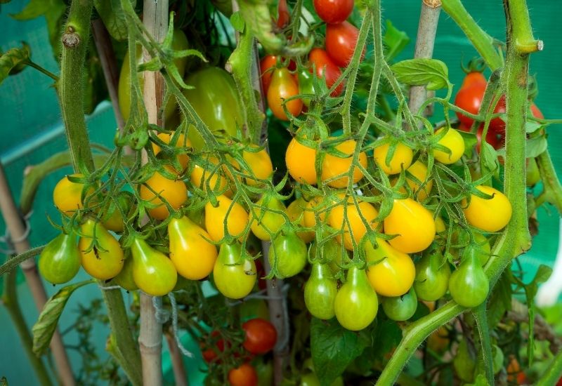 20 Best Varieties Of Yellow And Orange Tomatoes To Grow In Your Garden