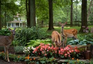 Can Begonias Ever Be Deer-Proof? Not 100%—But These Varieties Nearly Are, and Here’s How to Keep the Rest Safe 1