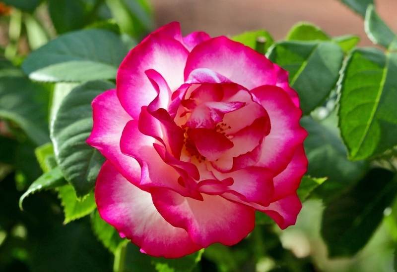 ‘Cherry Parfait’ Grandiflora Rose (Rosa ‘Cherry Parfait’)