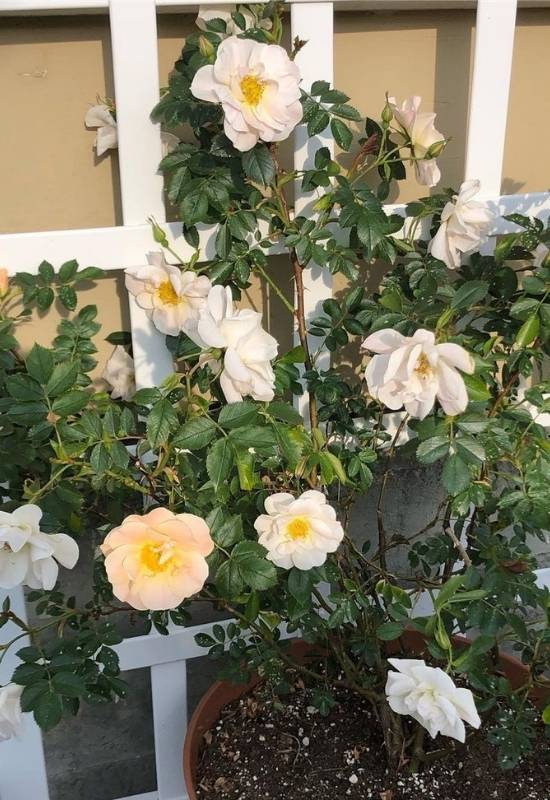 Choose a Well Shaped Climbing or Rambling Roses
