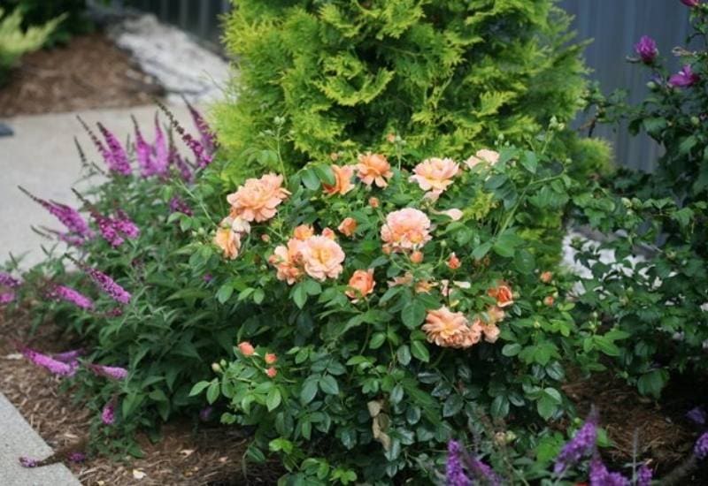 How to Choose Companion Plants for Your Container Roses