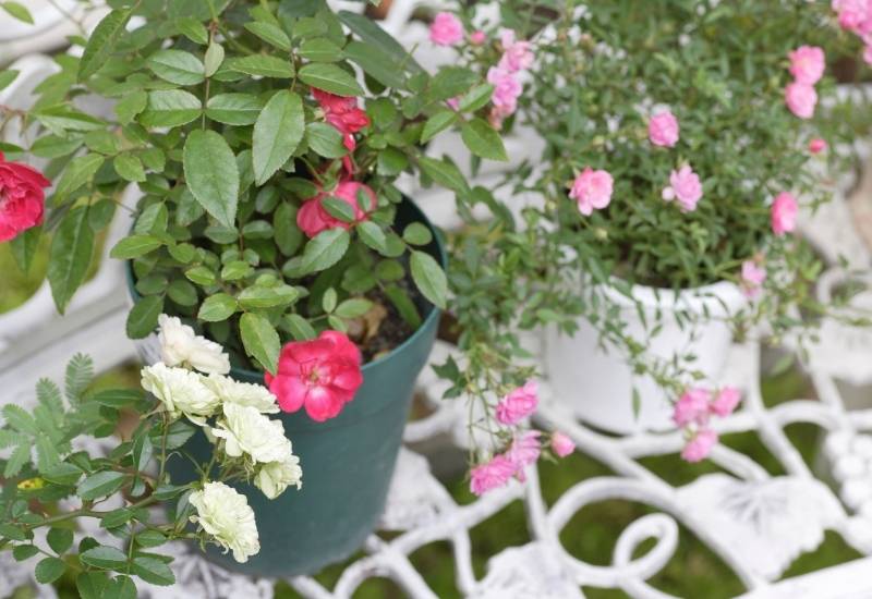 Happy Rose Container Gardening!
