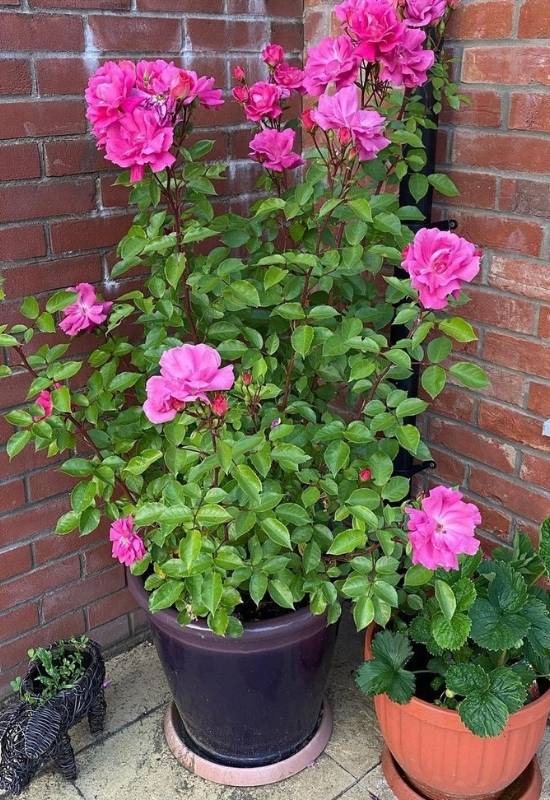 How to Choose a Container Rose to Plant