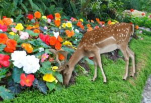 Here’s How To Keep Deer From Eating Begonias