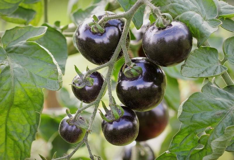 15 Early-Maturing Tomato Varieties for Short Season, Northern Growers 1