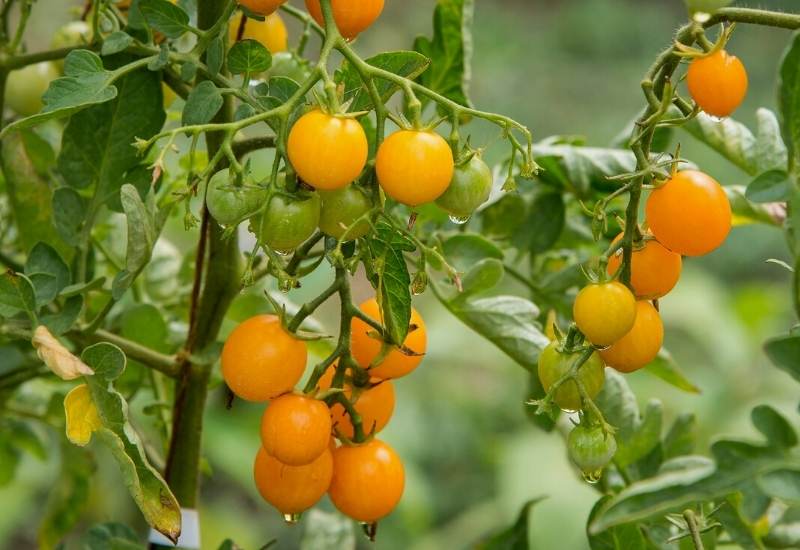15 Early-Maturing Tomato Varieties for Short Season, Northern Growers 2