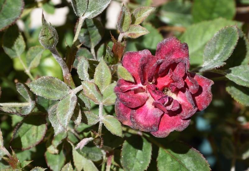 How to Get Rid of Powdery Mildew on Your Container Roses
