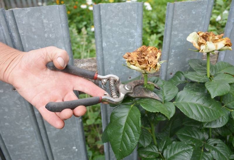 How to Prune and Deadhead Roses