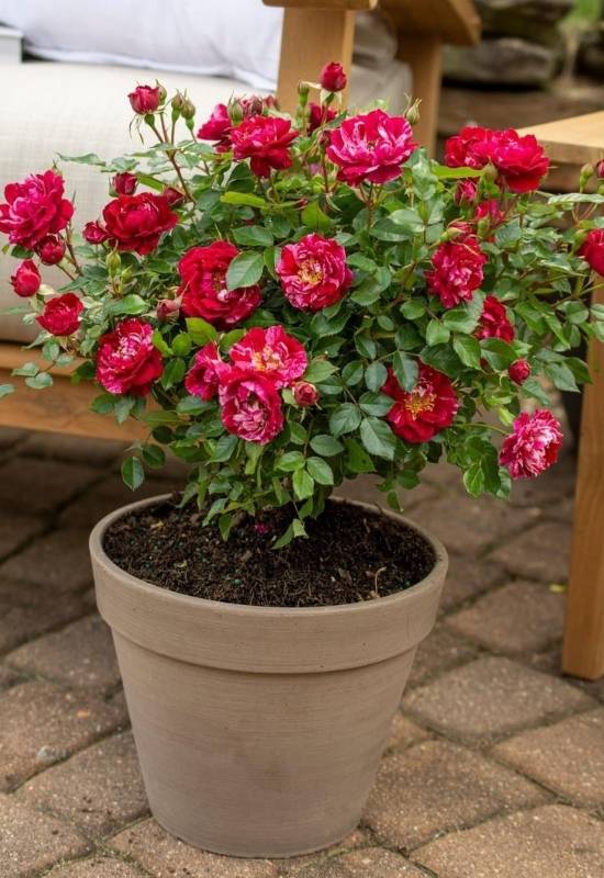 Using the Right Container for Your Roses