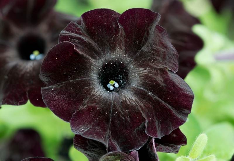 18 Elegant And Mysterious Black Flowers to add (dark) drama To Your Garden 18 ‘Black Cat’ petunia