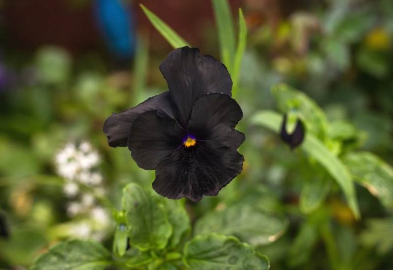 18 Elegant And Mysterious Black Flowers to add (dark) drama To Your Garden 16 ‘Black Moon’ pansy