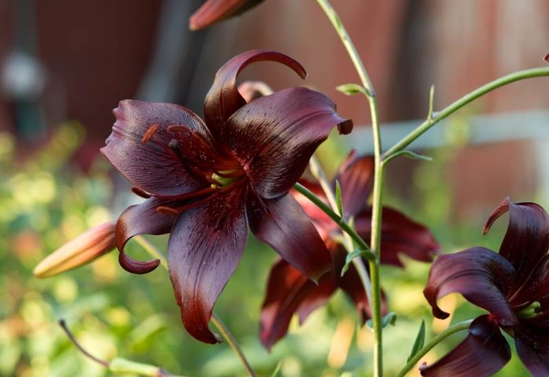 ‘Black Pearl’ Asiatic lily