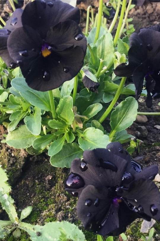 18 Elegant And Mysterious Black Flowers to add (dark) drama To Your Garden 19 ‘Blackout’ violet