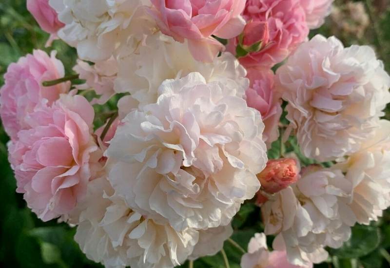 ‘Cornelia’ Hybrid Musk Rose