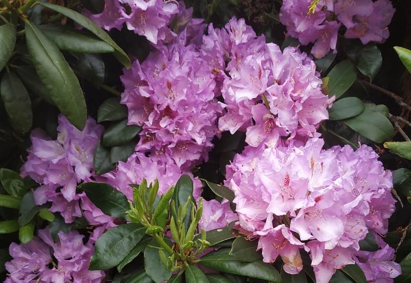 ‘Ginny Gee’ evergreen rhododendron