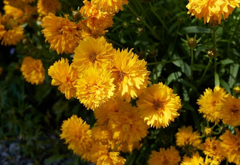 12 Stunning Coreopsis Varieties to Fill Your Garden with Color All Summer 15 ‘Golden Sphere’ Tickseed (Coreopsis sloanna ‘Golden Sphere’)