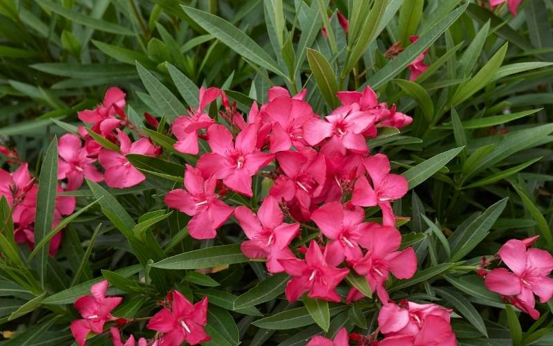 ‘Hardy Red’ Oleander (Nerium oleander ‘Hardy Red’)