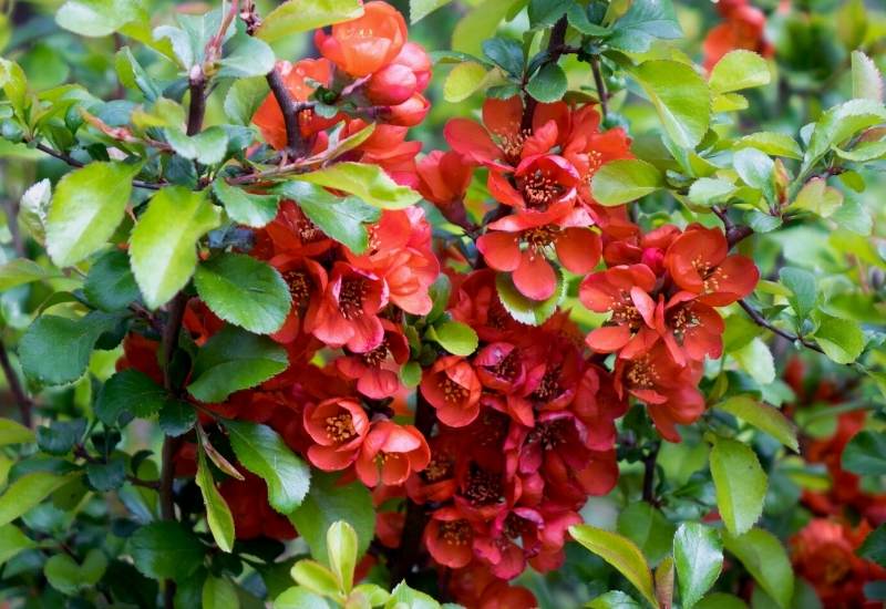 15 Red Flowering Shrubs and Bushes for Brightening up Your Landscape