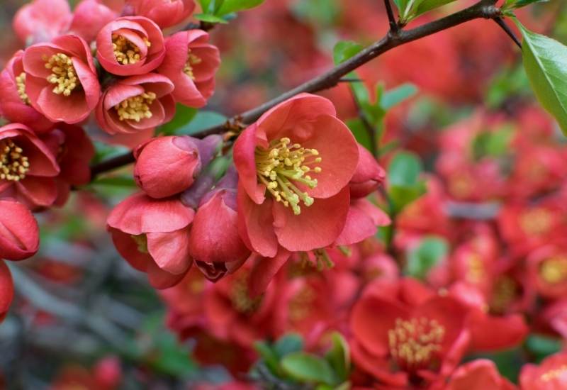 ‘Lemon and Lime’ Japanese quince