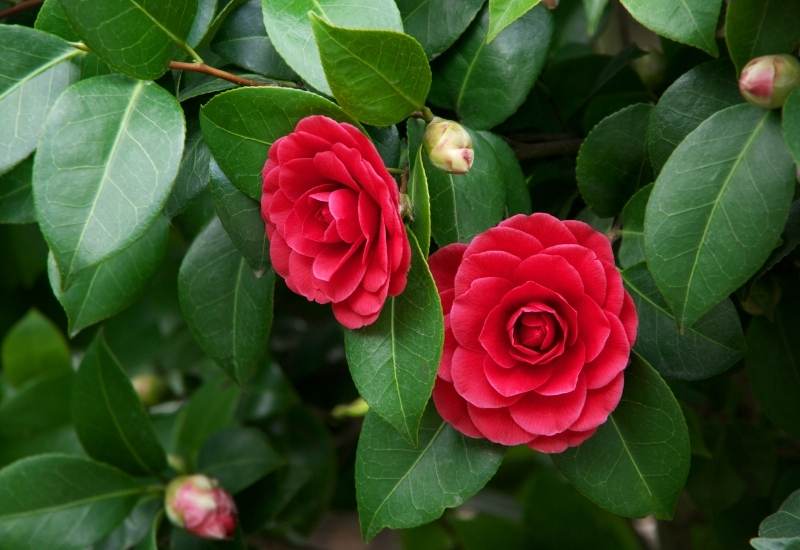 ‘Les Jury’ Spring Blooming Camellia (Camellia x williamsii ‘Les Jury’)
