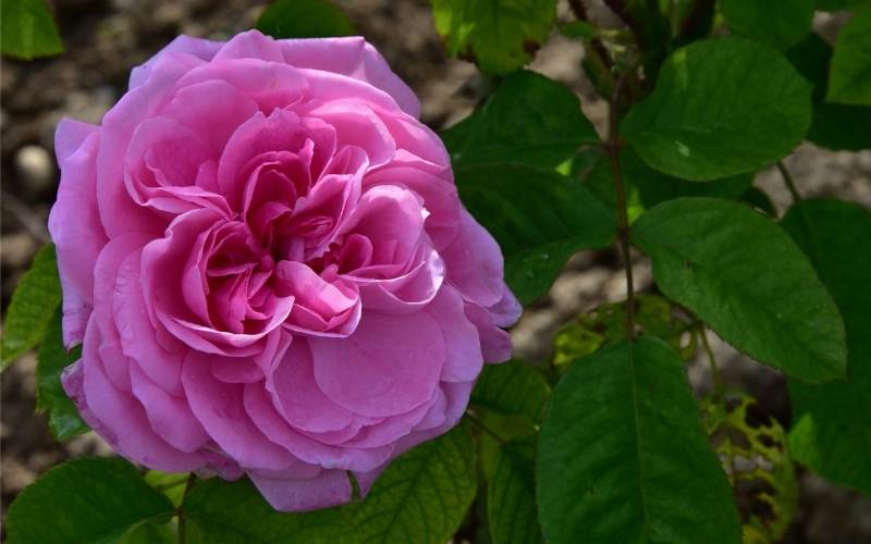‘Maria Stern’ Hybrid Tea Rose (Rosa ‘Maria Stern’)