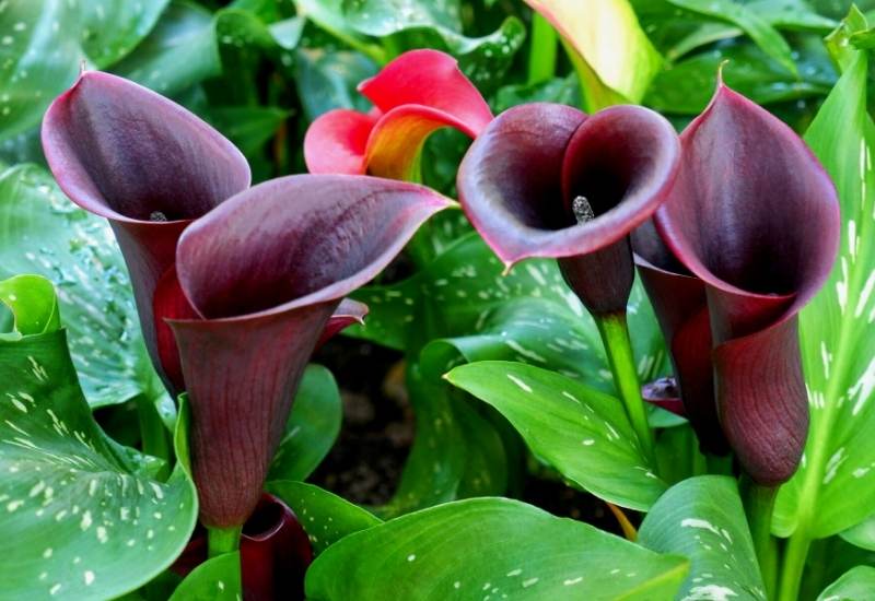 18 Elegant And Mysterious Black Flowers to add (dark) drama To Your Garden 15 ‘Odessa’ black calla lily