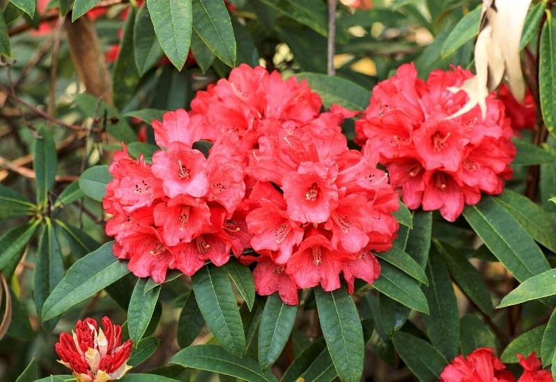 ‘Robleza’ Rhododendron (Rhododendron ‘Encore Autumn Bonfire’)
