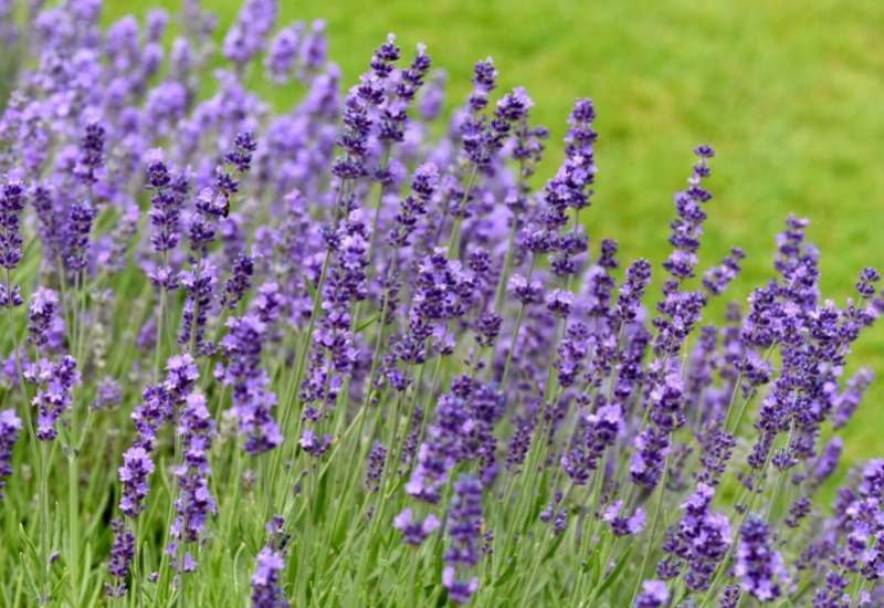 ‘Royal Purple’ English Lavender (Lavandula angustifolia ‘Royal Purple’)