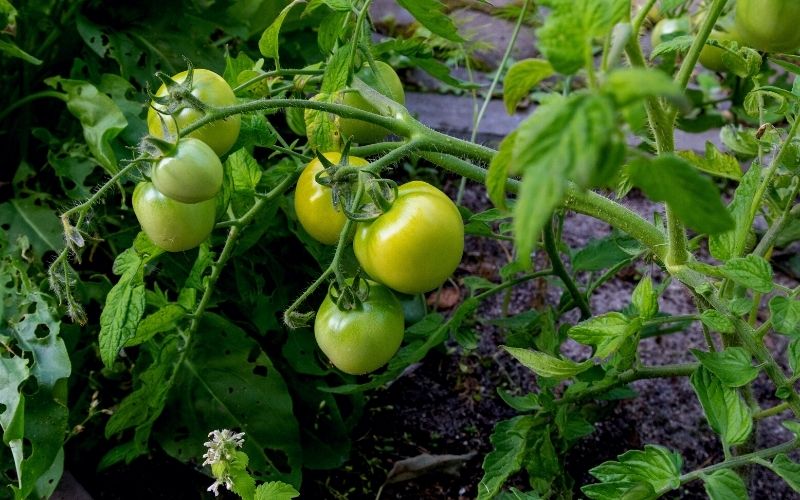14 Tips To Get Tomatoes To Ripen Faster On The Vine