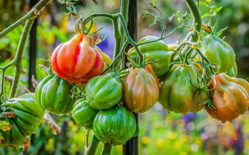 4 Reasons Why Your Tomatoes Are Not Ripening