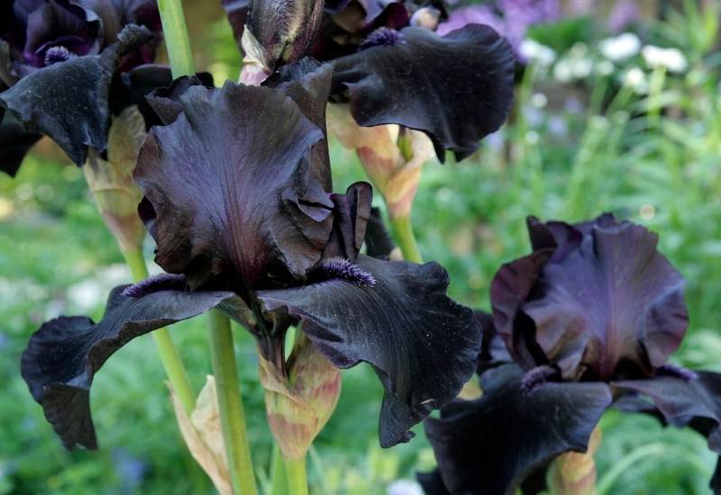 Black iris and Judean iris