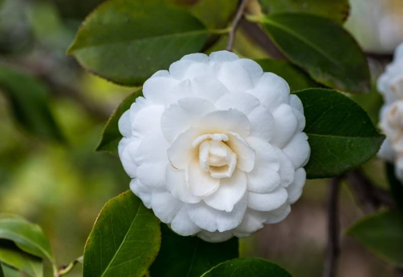 Camellia ‘Alba Plena’ (Camellia japonica ‘Alba Plena’)