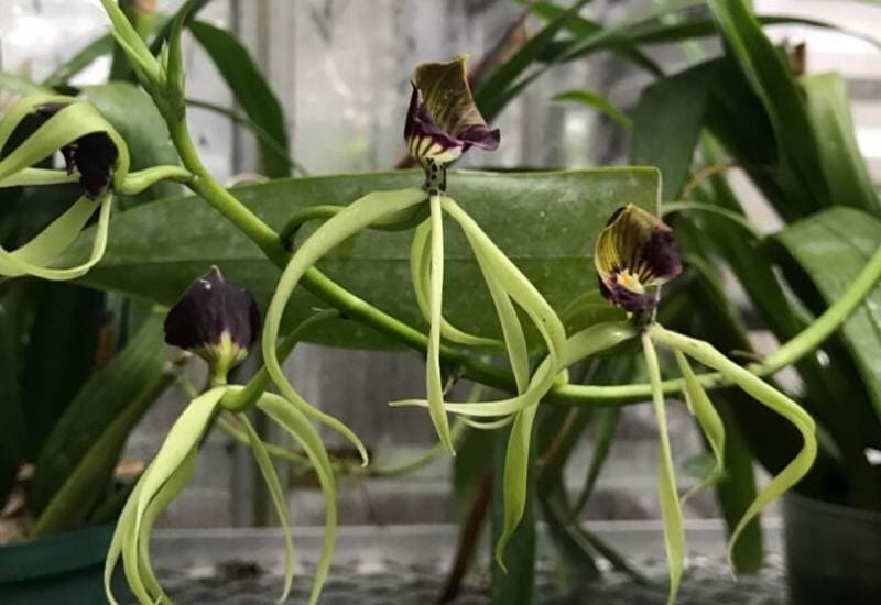 18 Elegant And Mysterious Black Flowers to add (dark) drama To Your Garden 11 Clamshell Orchid (Prosthechea colchleata)