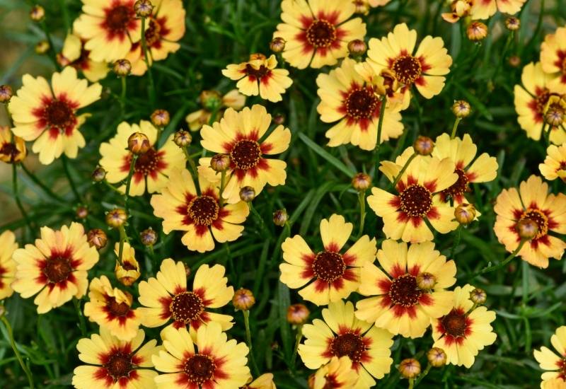 12 Stunning Coreopsis Varieties to Fill Your Garden with Color All Summer 17 Coreopsis ‘Cosmic Eye’ (Coreopsis ‘Cosmic Eye’)