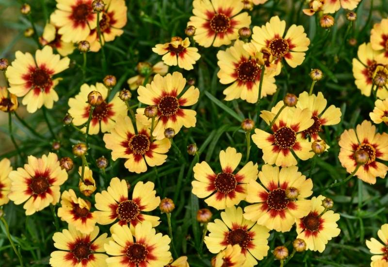 Coreopsis ‘Cosmic Eye’ (Coreopsis ‘Cosmic Eye’)