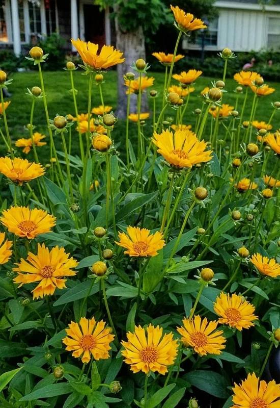 Coreopsis ‘Jethro Tull’ (Coreopsis ‘Jethro Tull’)