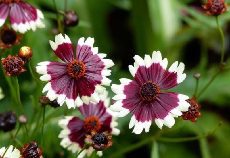 12 Stunning Coreopsis Varieties to Fill Your Garden with Color All Summer 12 Coreopsis ‘Jive’ (Coreopsis ‘Jive’)