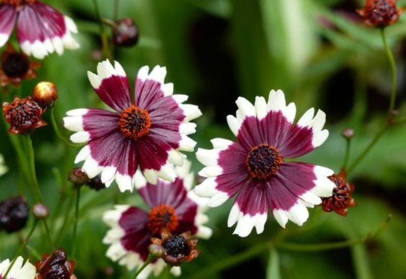 Coreopsis ‘Jive’ (Coreopsis ‘Jive’)