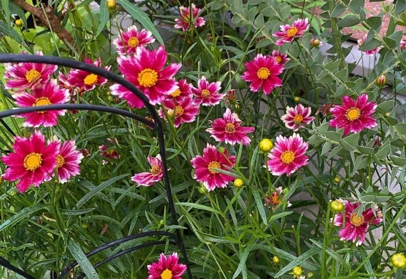12 Stunning Coreopsis Varieties to Fill Your Garden with Color All Summer 8 Coreopsis ‘Mercury Rising’ (Coreopsis ‘Mercury Rising’)