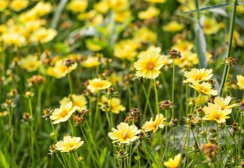 Coreopsis ‘Moonlight’ (Coreopsis ‘Moonlight’)