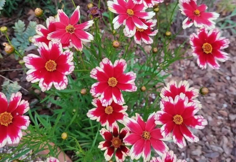 12 Stunning Coreopsis Varieties to Fill Your Garden with Color All Summer 16 Coreopsis ‘Ruby Frost’ (Coreopsis ‘Ruby Frost’)