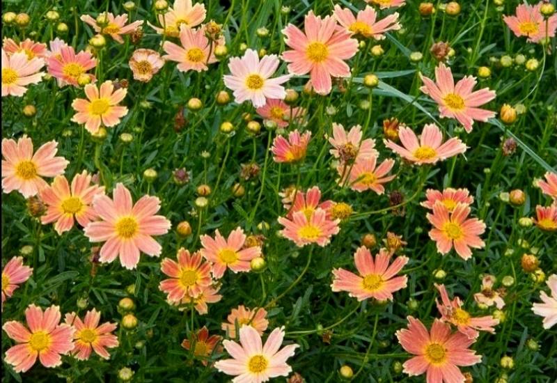 12 Stunning Coreopsis Varieties to Fill Your Garden with Color All Summer 10 Coreopsis ‘Sienna Sunset’ (Coreopsis ‘Sienna Sunset’)