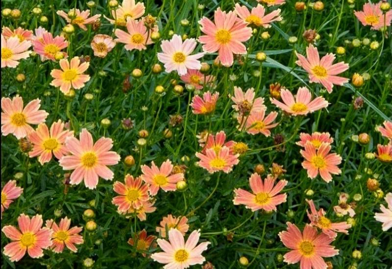 Coreopsis ‘Sienna Sunset’ (Coreopsis ‘Sienna Sunset’)