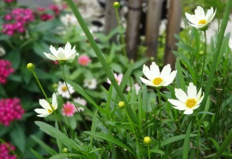 Coreopsis ‘Star Cluster’ (Coreopsis ‘Star Cluster’)