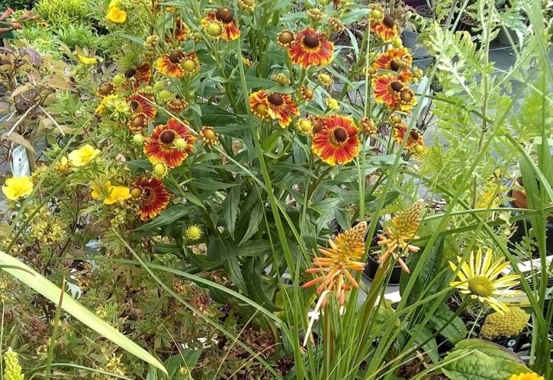 Lots of Coreopsis Varieties 